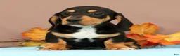 Miniature Dachshund dogs for sale: Arrow - Ad 3