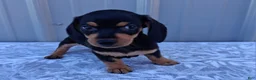 Miniature Dachshund dogs for sale: Ellie - Ad 5