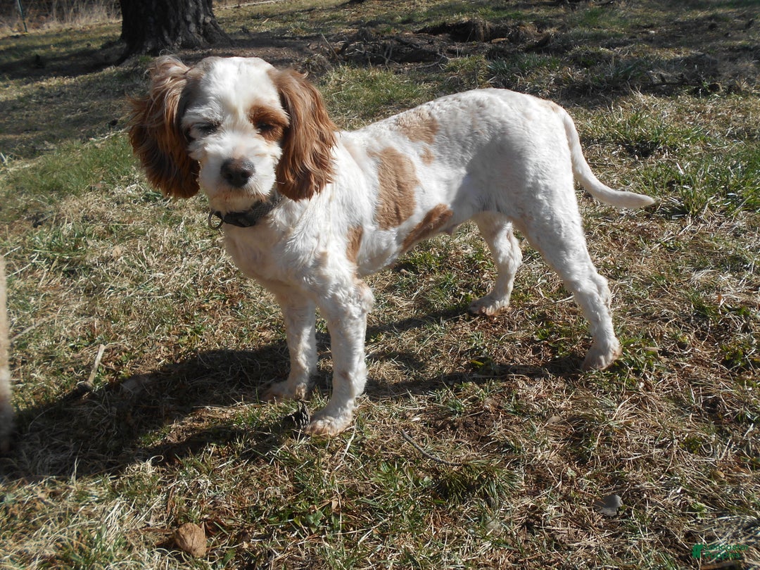 Cavapoo dogs for sale: Trix - Ad 4