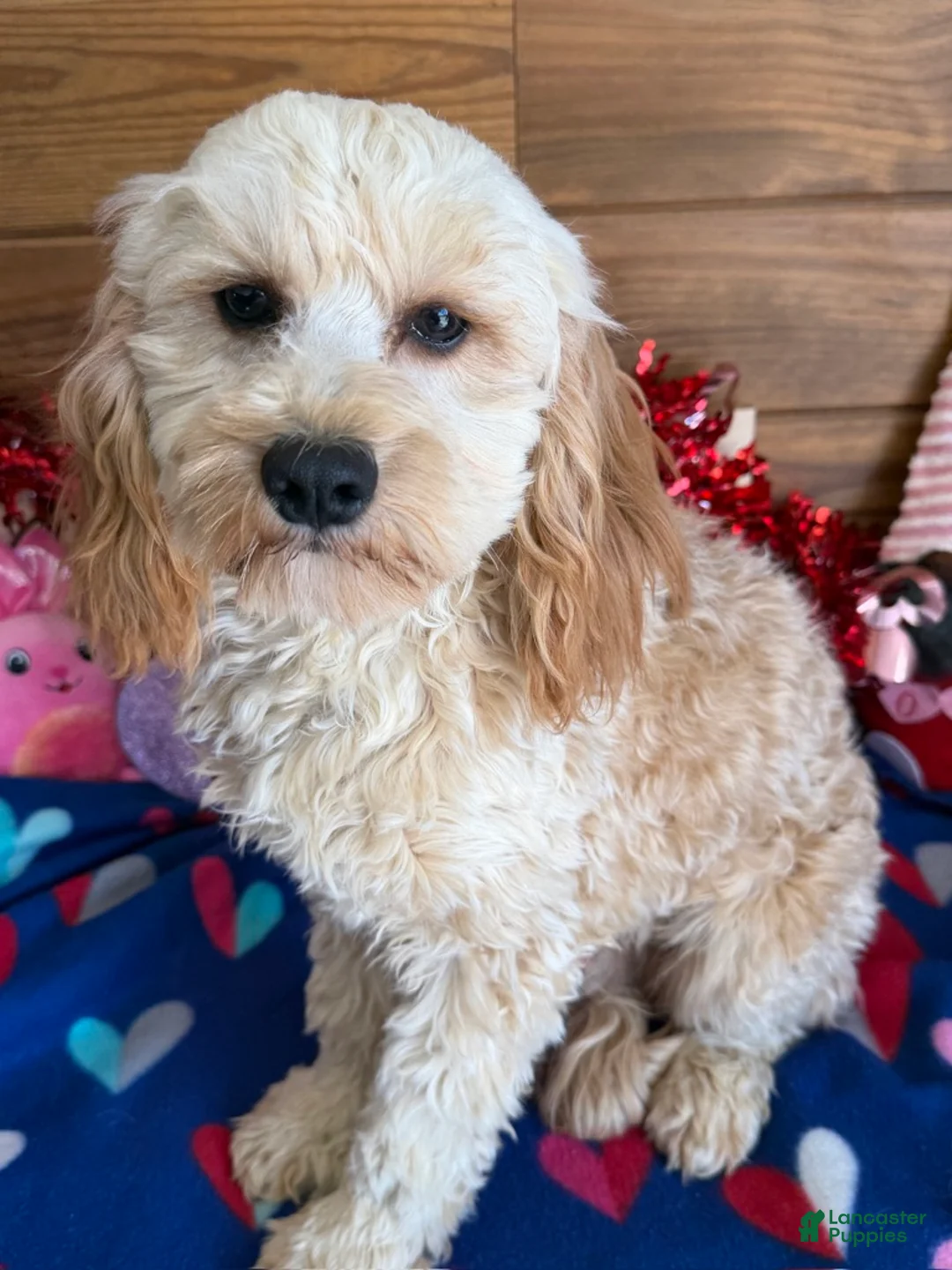 Cavapoo dogs for sale: Russell - Ad 7