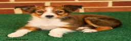 Shetland Sheepdog dogs for sale: Teddy - Ad 3