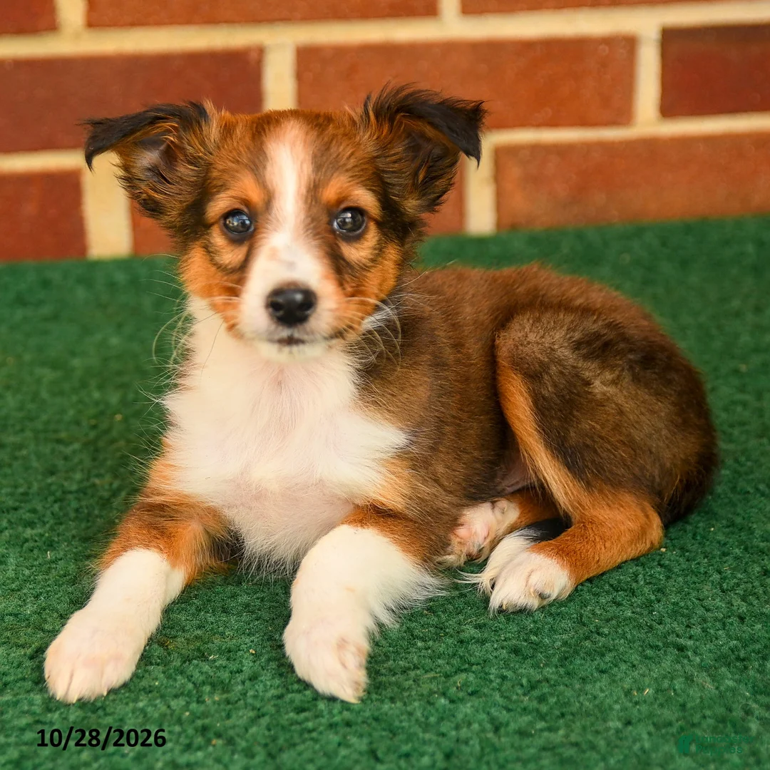 Shetland Sheepdog dogs for sale: Teddy - Ad 3