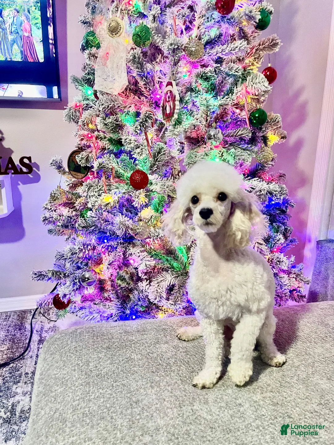 Toy Poodle dogs for sale: Teacup Toy Poodle boy  - Ad 12