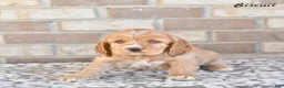 Cocker Spaniel dogs for sale: Biscuit  - Ad 4