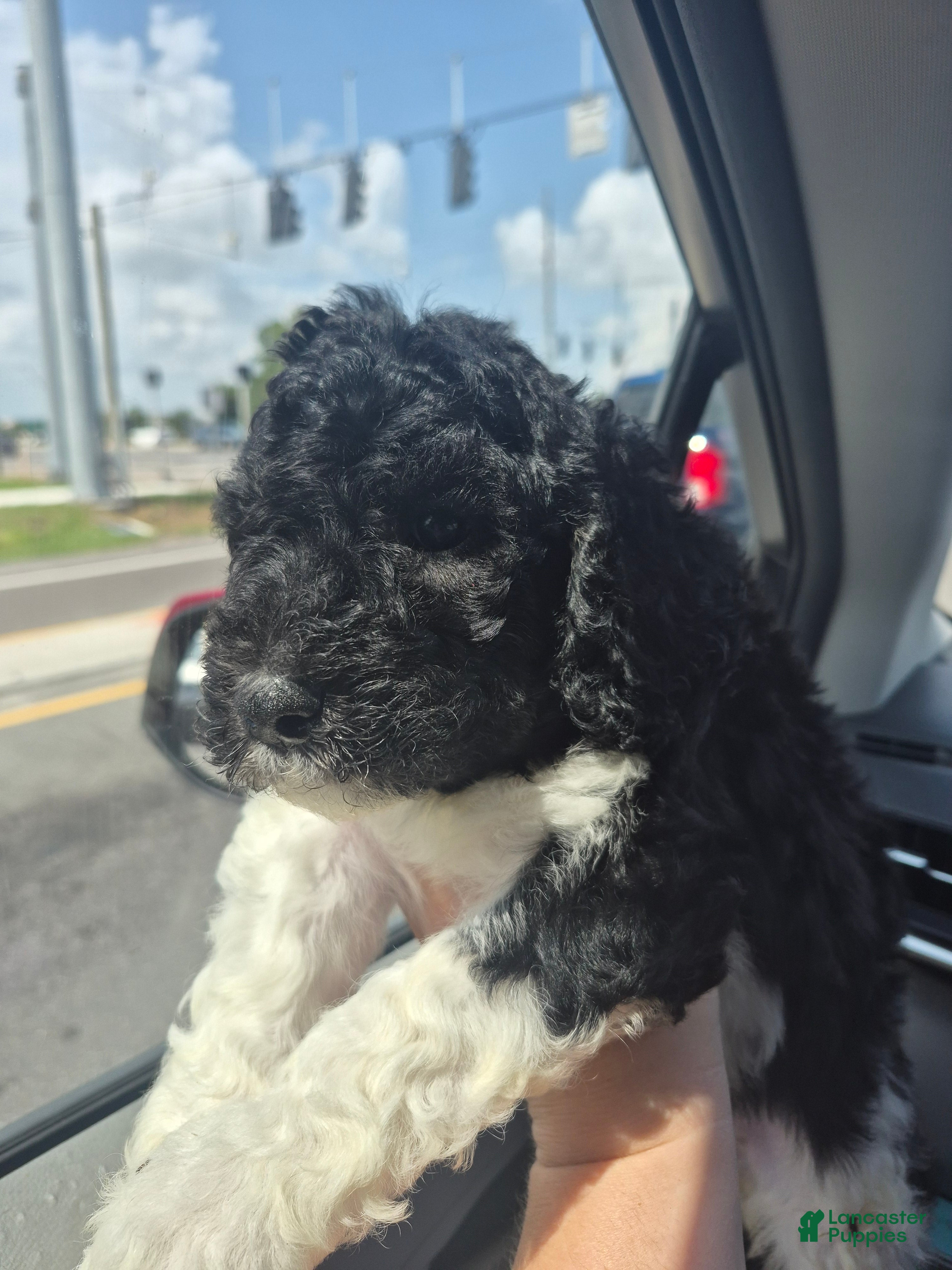 Labradoodle dogs Kalamata - Ad 25