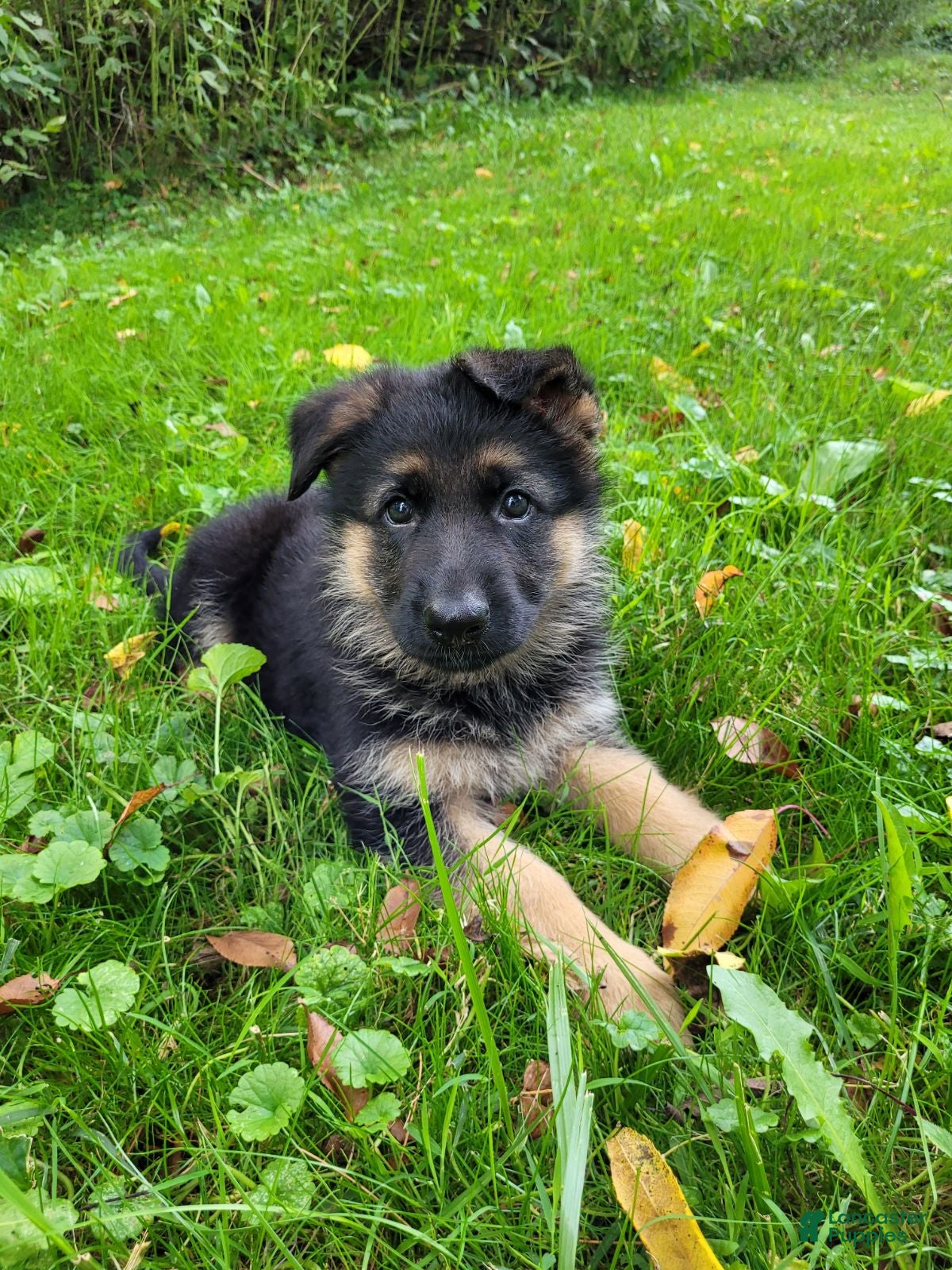 German Shepherd dogs Lizzy - Ad 1
