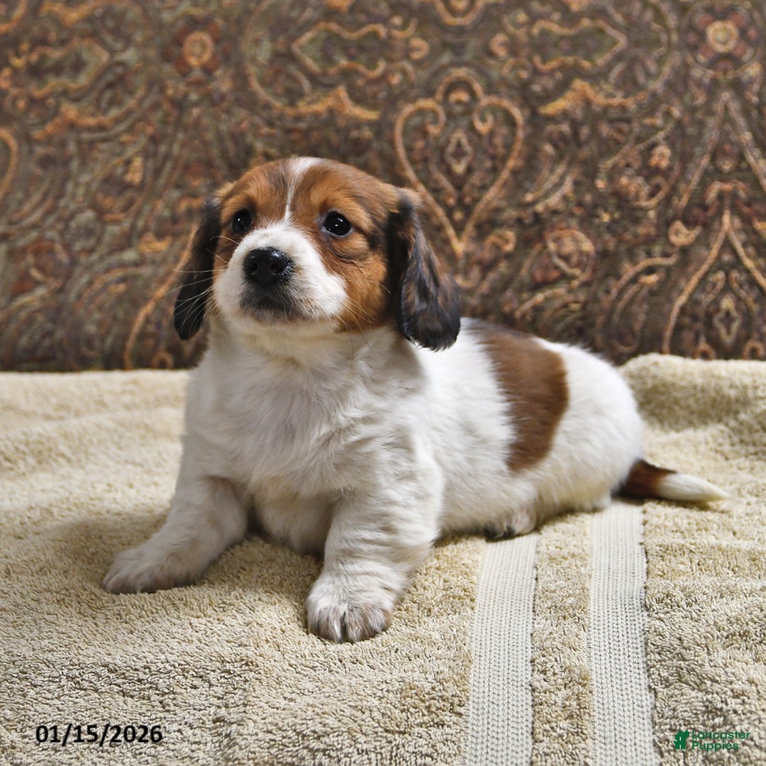 Miniature Dachshund dogs for sale: Rusty - Ad 4