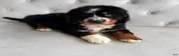 Bernedoodle dogs for sale: Banner - Ad 7