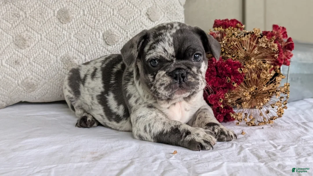 French Bulldog dogs for sale: Flint - Ad 2