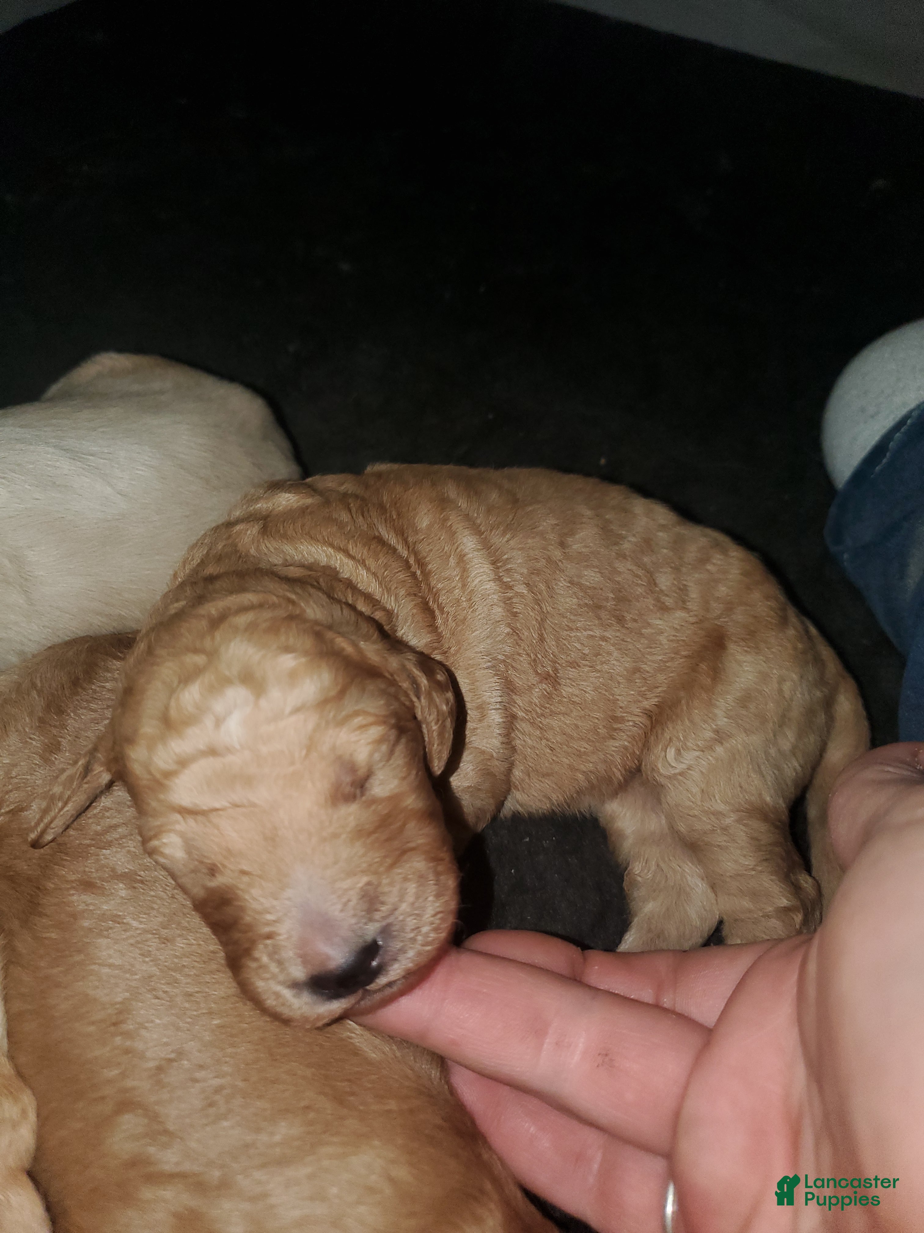 Goldendoodle dogs Goldendoodle Puppy 4 - Ad 16