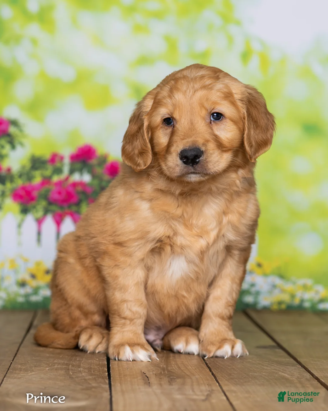 Golden Retriever dogs for sale: Prince - Ad 1