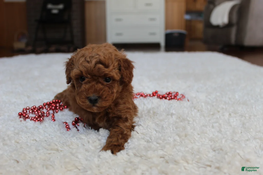 Toy Poodle dogs for sale: Malcohm - Ad 6