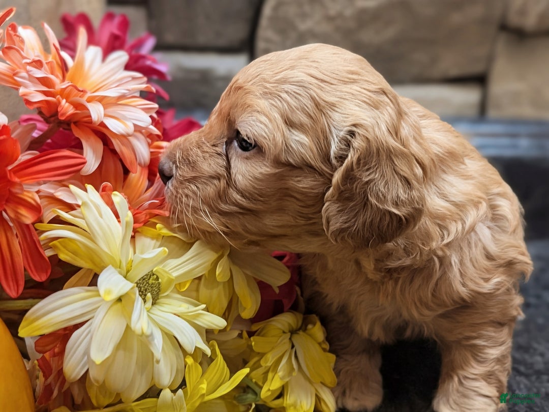 Mixed Breed dogs for sale: Luna  - Ad 9