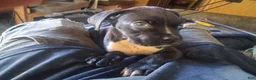 Boxador dogs for sale: Boxador 4 - Ad 1