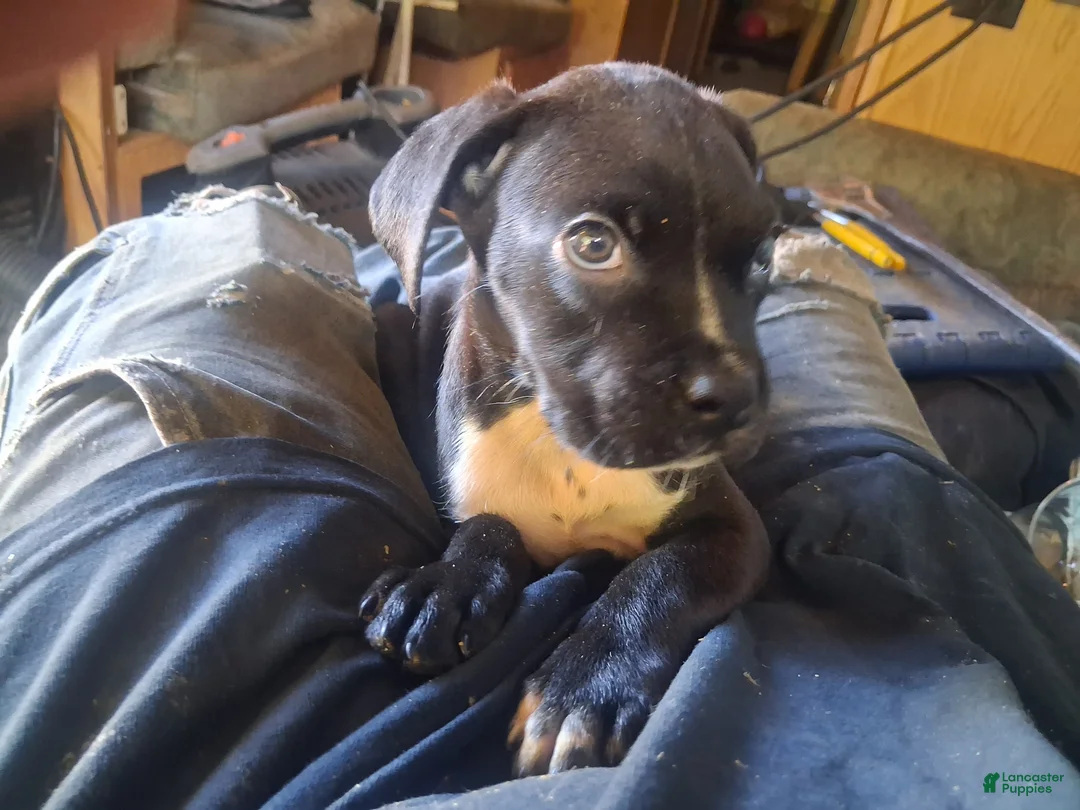 Boxador dogs for sale: Boxador 4 - Ad 1