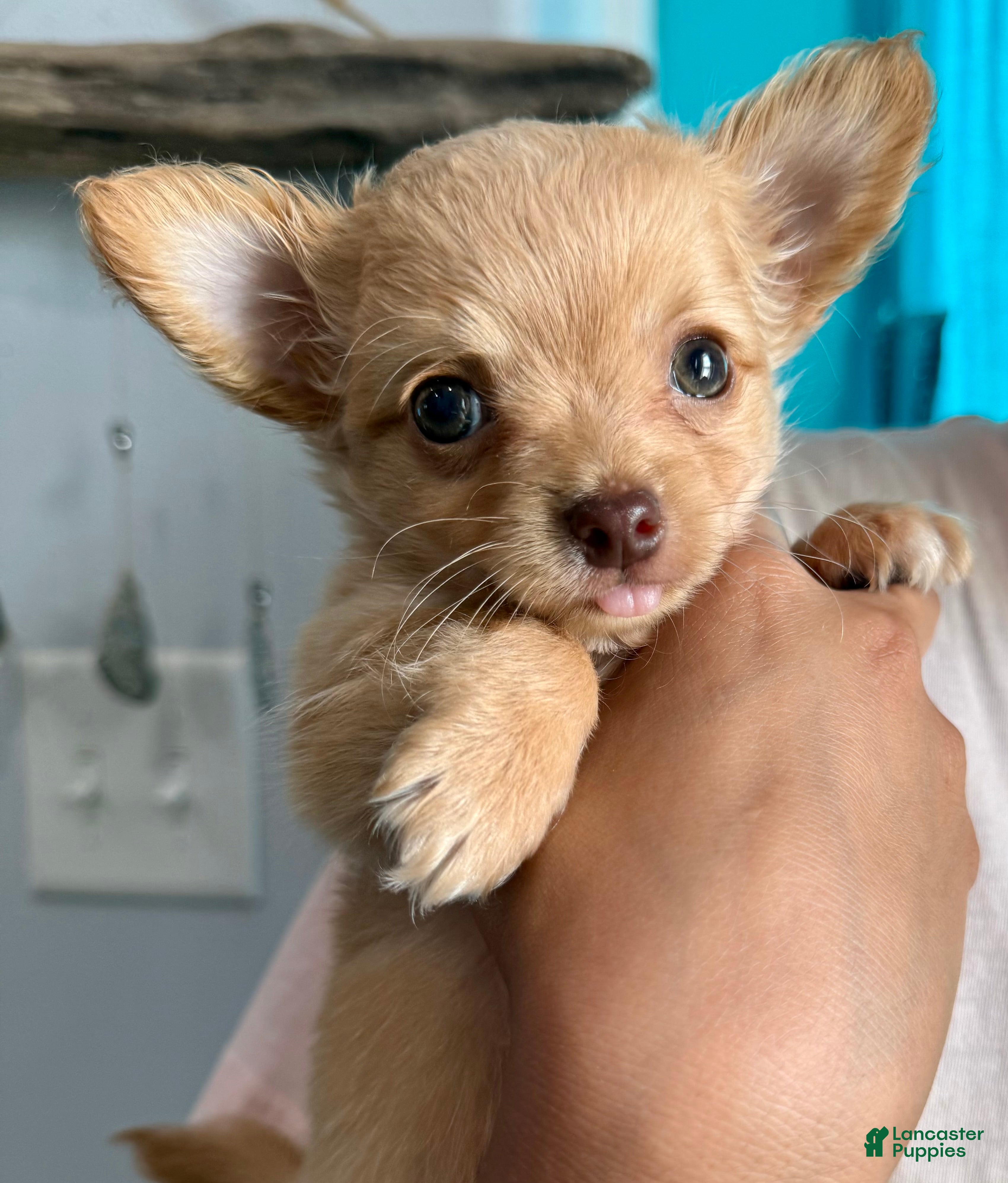 Chihuahua dogs Ozzy long hair - Ad 2