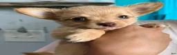 Chihuahua dogs for sale: Ozzy long hair - Ad 2