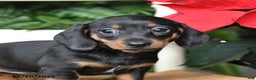 Miniature Dachshund dogs for sale: Dream  - Ad 3