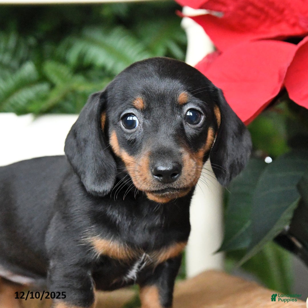 Miniature Dachshund dogs for sale: Dream  - Ad 3