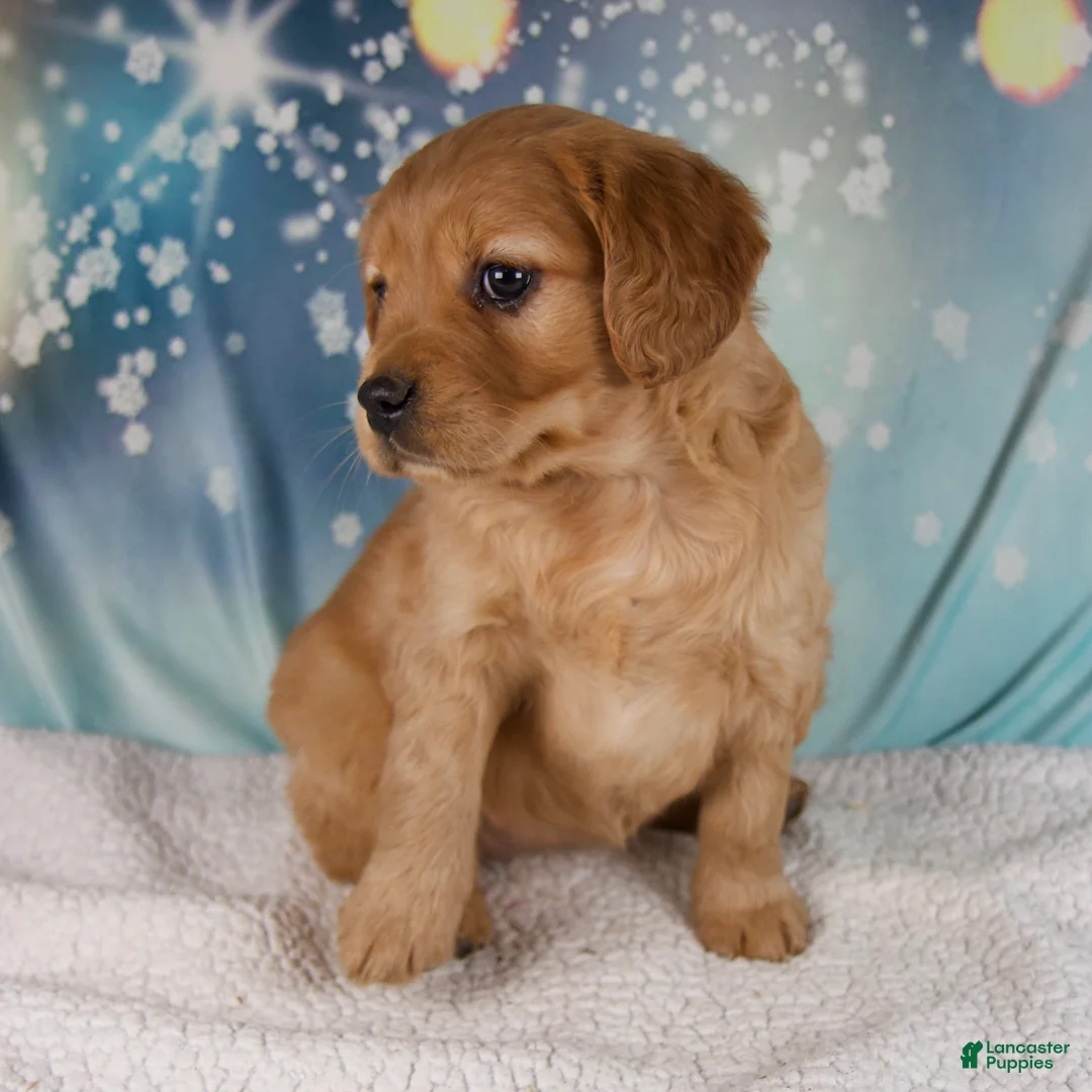 Mixed Breed dogs for sale: Jewel - Ad 4