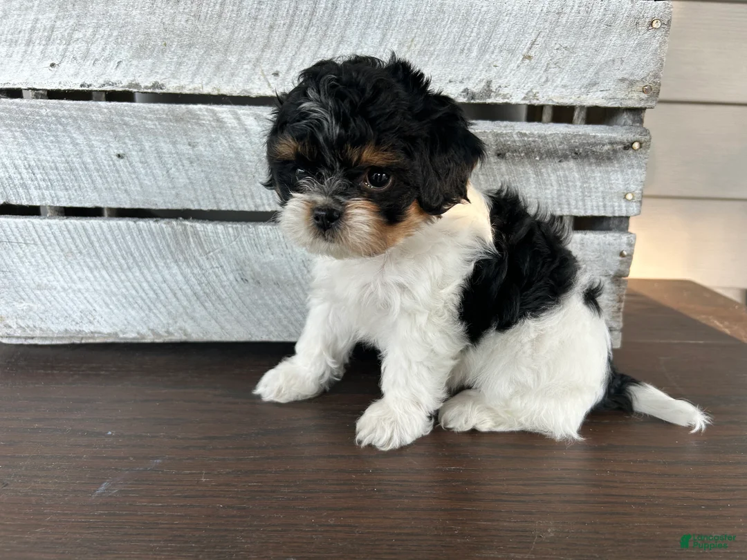 Shihpoo dogs for sale: Arnold - Ad 9