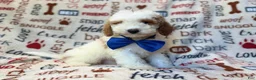 Miniature Poodle dogs for sale: Tofu - Ad 3