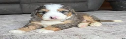 Mini Bernedoodle dogs for sale: Mini Harley - Ad 9