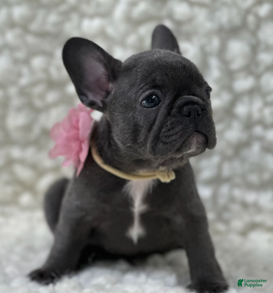 Mixed Breed dogs Molly  - Ad 2