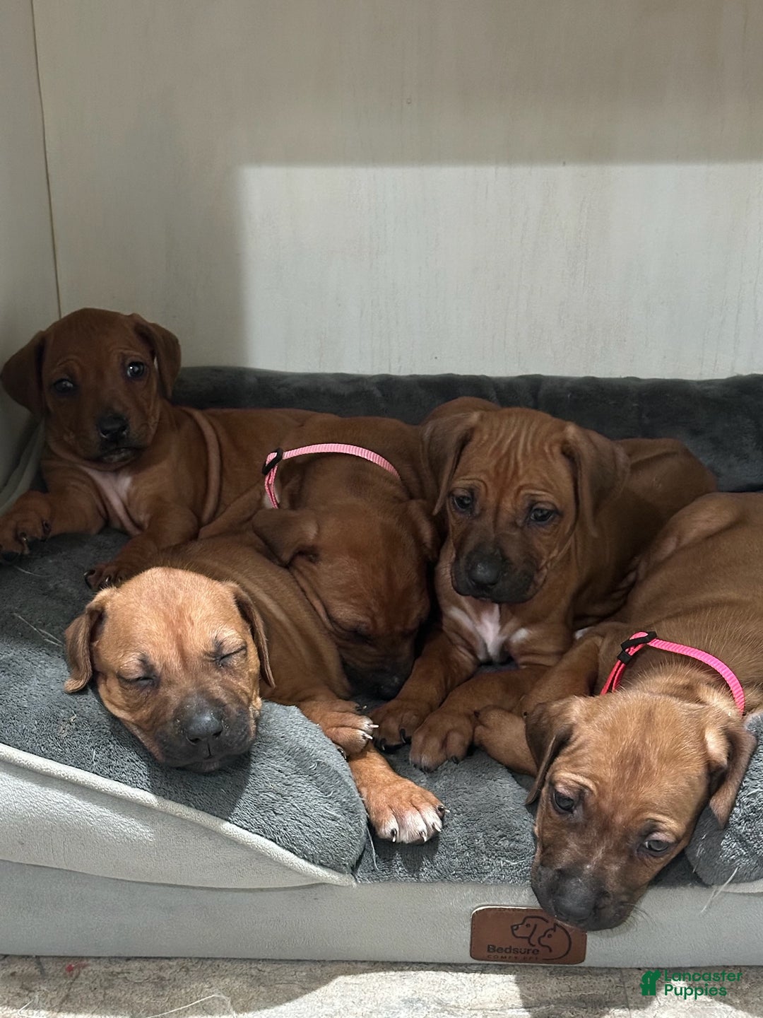 Rhodesian Ridgeback dogs for sale: "JELLYBEAN" AKC RHODESIAN RIDGEBACK - Ad 3