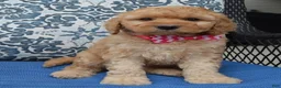 Mini Goldendoodle dogs for sale: Mini Gigi - Ad 9
