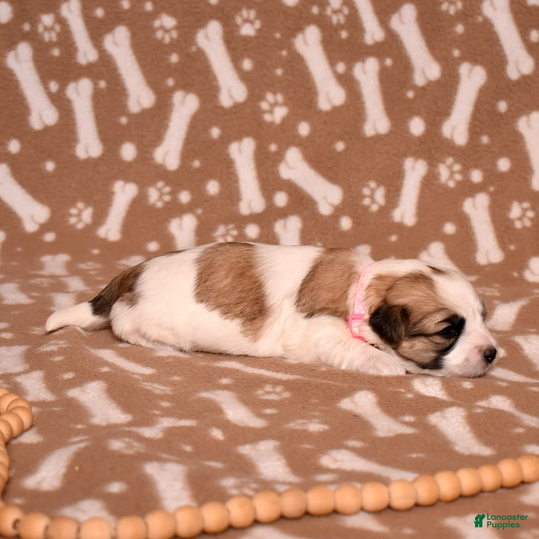 Coton De Tulear dogs for sale: Petunia - Ad 7