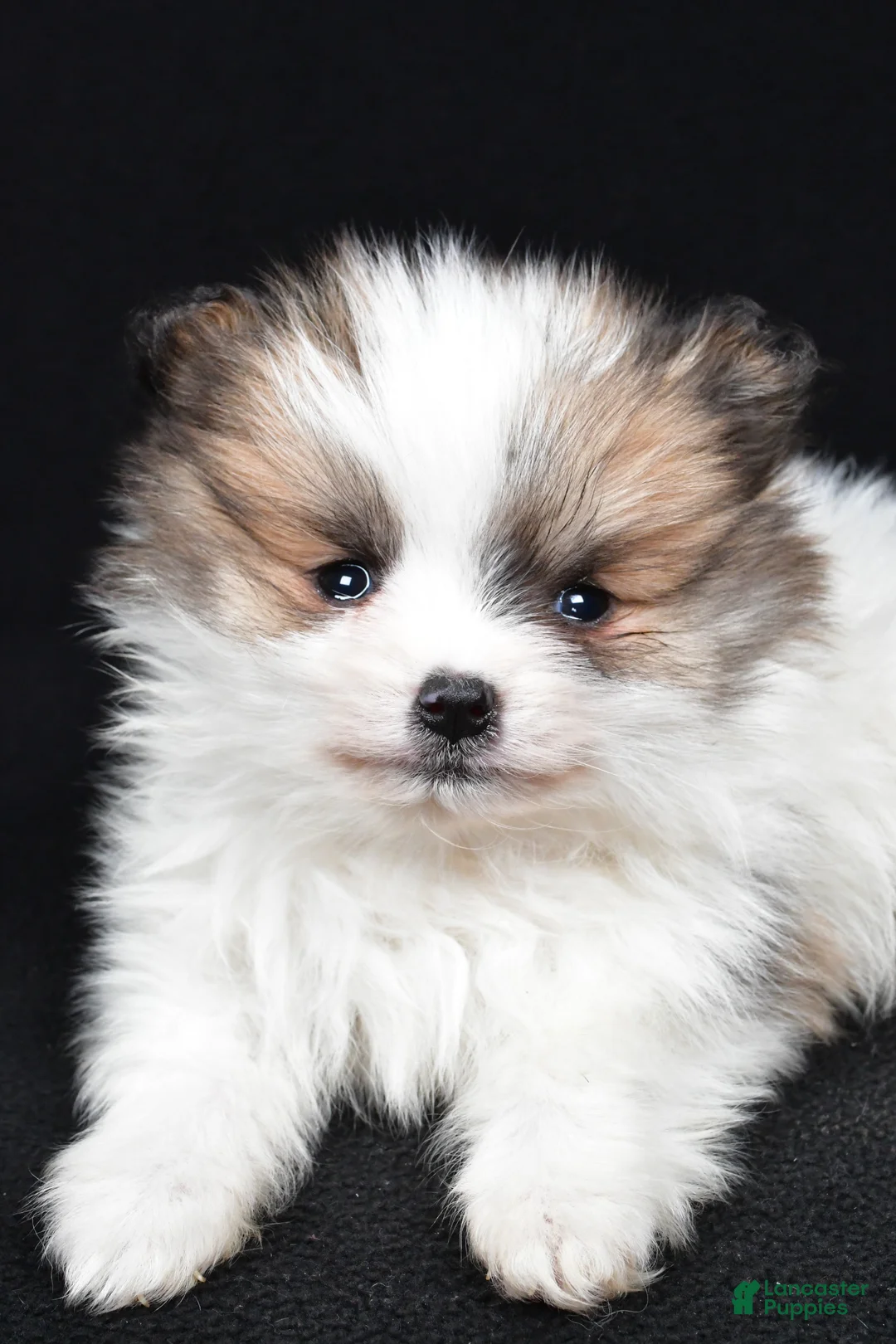 Pomeranian dogs for sale: Turbo - Ad 3