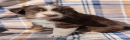 Australian Shepherd dogs for sale: Bentley  - Ad 3