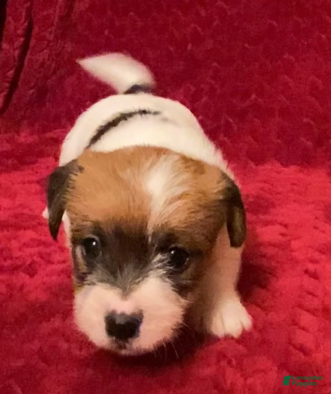 Jack Russell Terrier dogs for sale: Jack Russell Terrier Puppy 3 - Ad 10