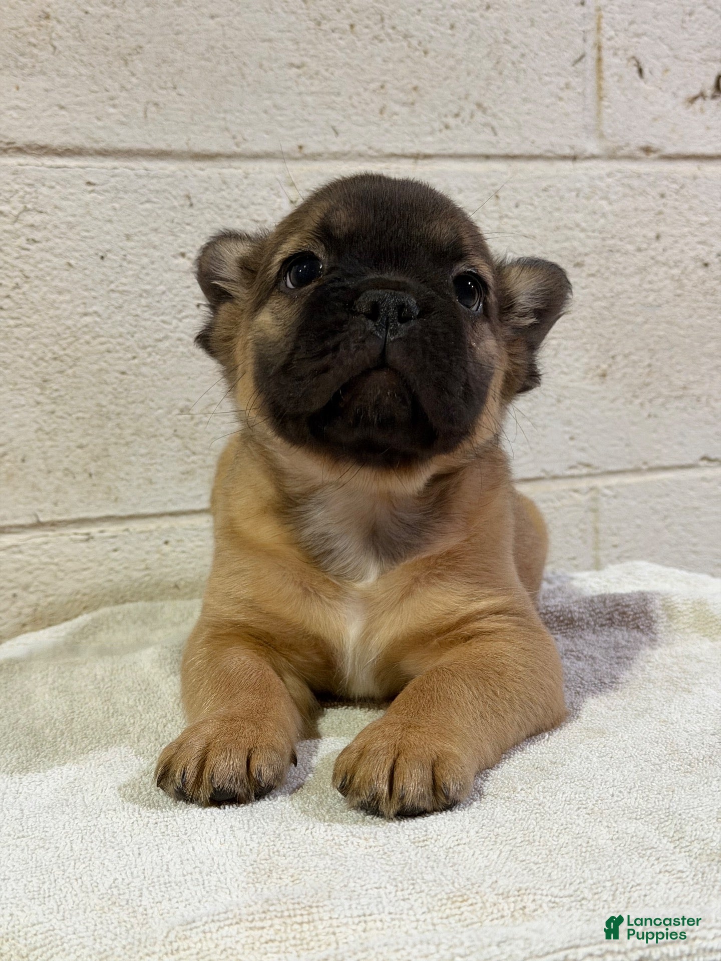 French Bulldog dogs Frankie FLUFFY - Ad 11