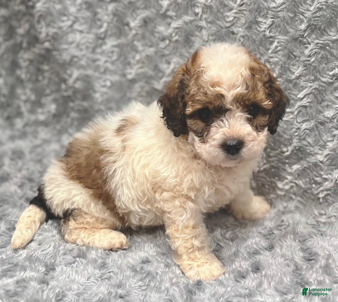 Shihpoo dogs Shihpoo 2 - Ad 21