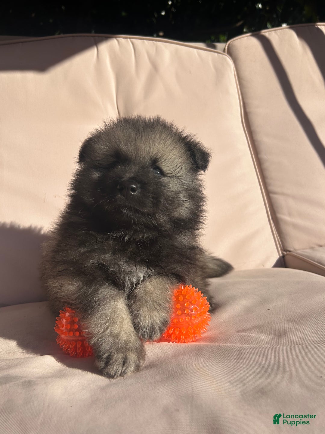 Keeshond dogs for sale: Buddy - Ad 7