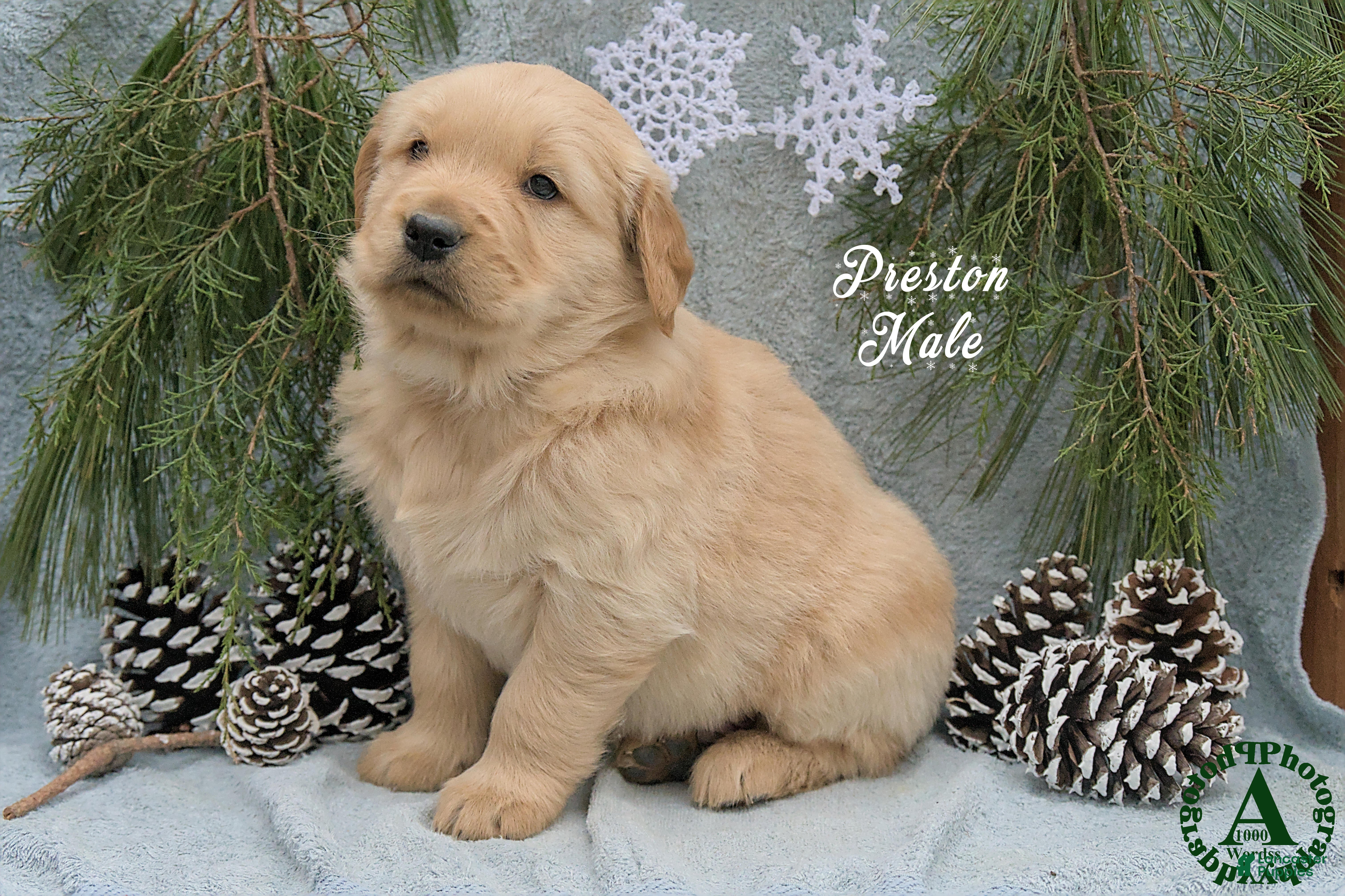 Golden Retriever dogs Preston - Ad 42