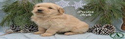 Golden Retriever dogs for sale: Preston - Ad 1