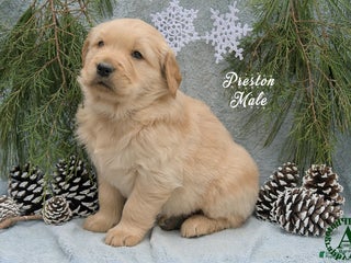Golden Retriever dogs Preston - Ad 42