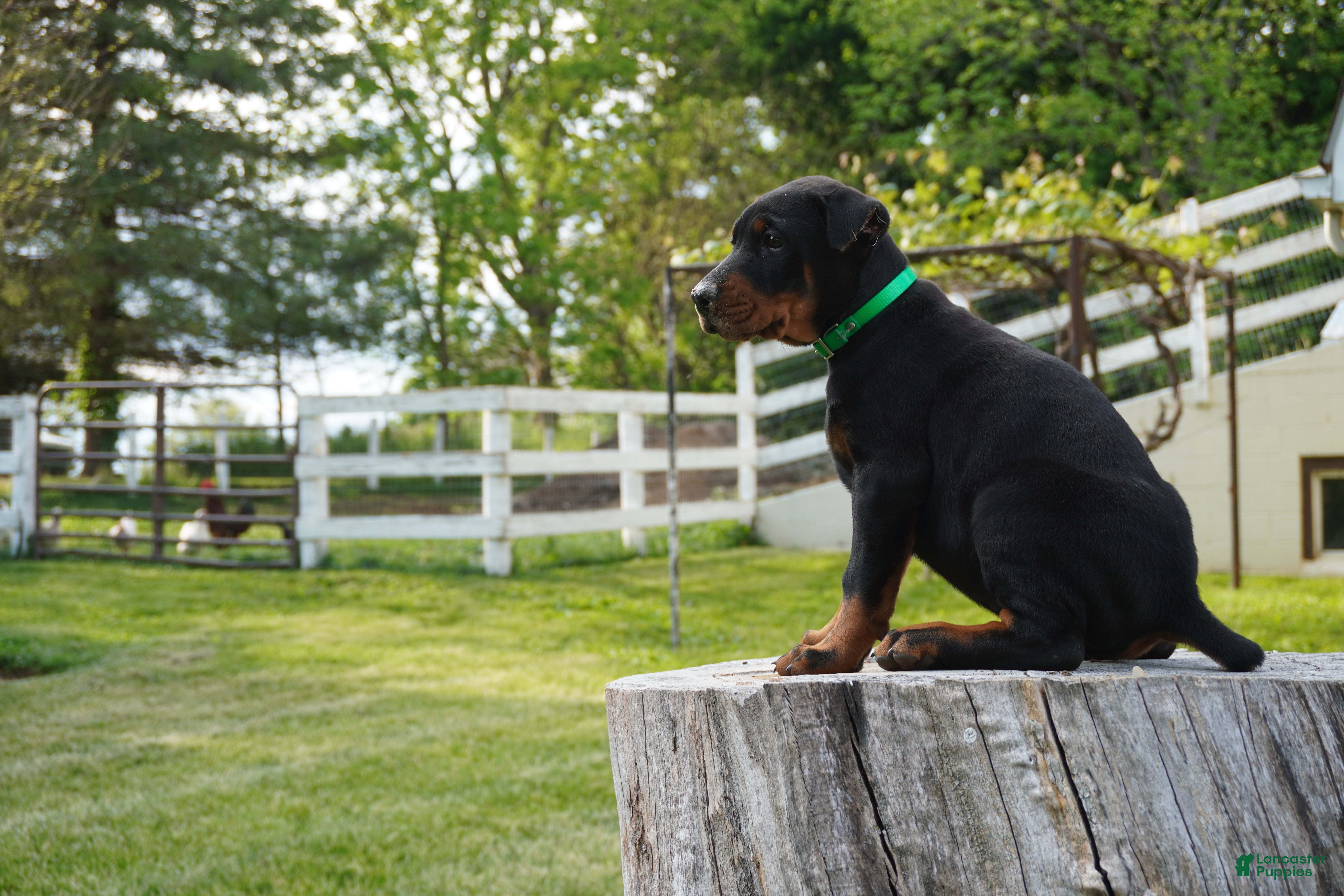 Doberman Pinscher dogs Macho - Ad 1
