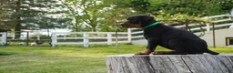 Doberman Pinscher dogs for sale: Macho - Ad 1