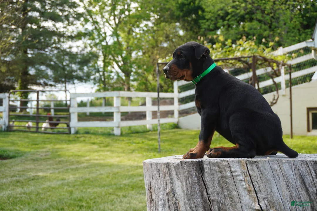 Doberman Pinscher dogs for sale: Macho - Ad 1