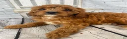 Cavapoo dogs for sale: Lucy - Ad 10