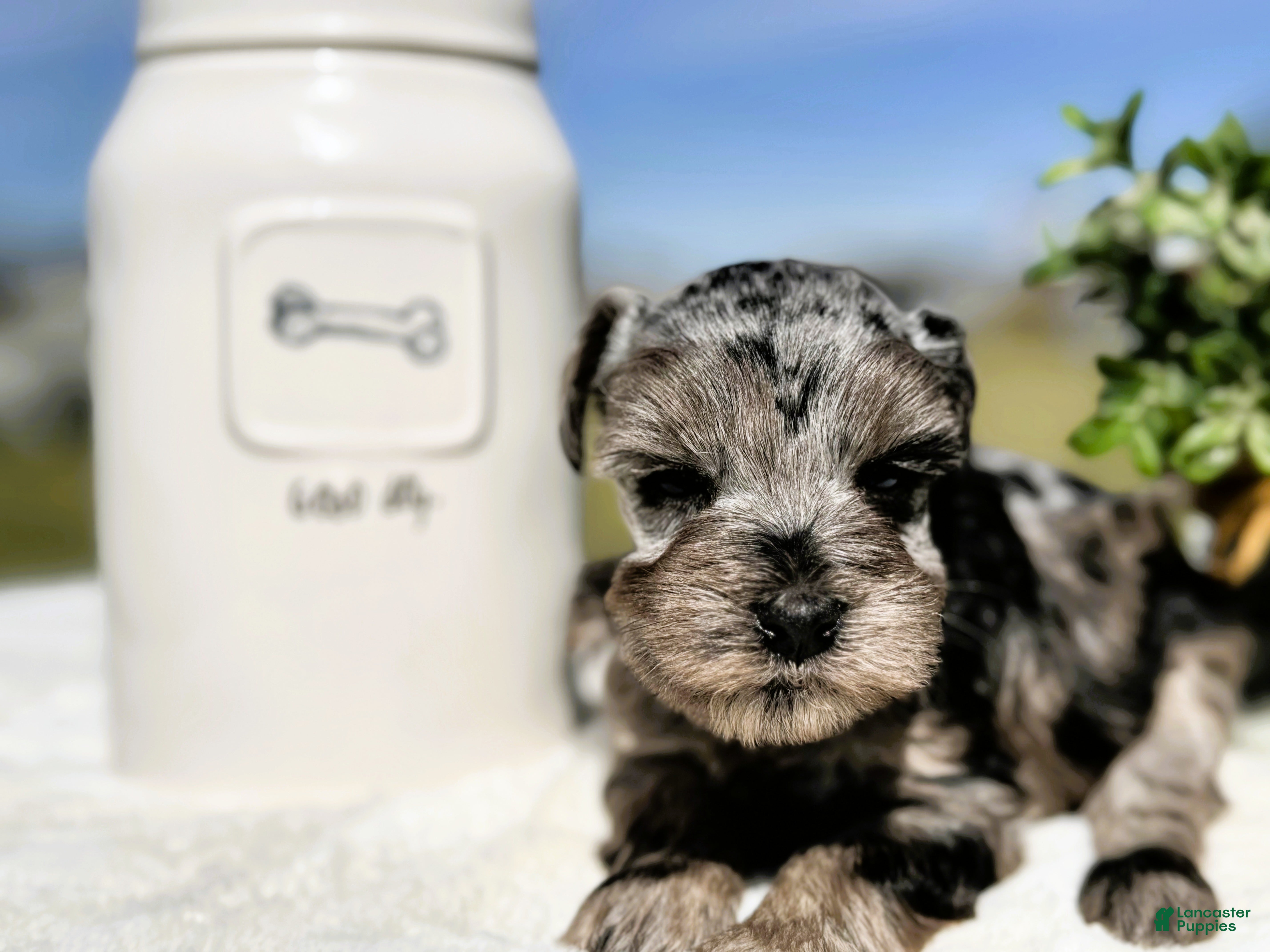 Miniature Schnauzer dogs Miss Chilly - Ad 1