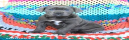 Cane Corso dogs for sale: Daisy - Ad 2