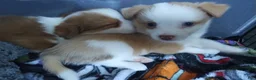 Mixed Breed dogs for sale: Moo - Ad 2