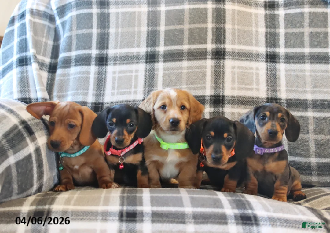 Miniature Dachshund dogs for sale: Sunny  - Ad 2