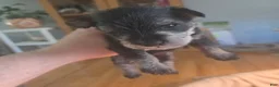 Miniature Schnauzer dogs for sale: Marigold - Ad 5