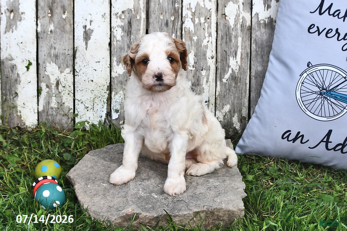Goldendoodle dogs Scott - Ad 1
